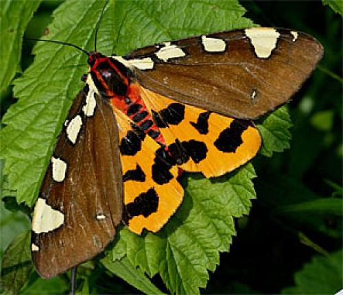 Réf. 40 244 : Pericallia matronula
