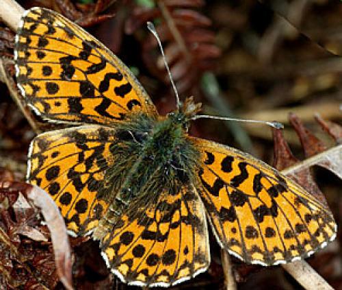 Réf. 40 848 : Boloria dia