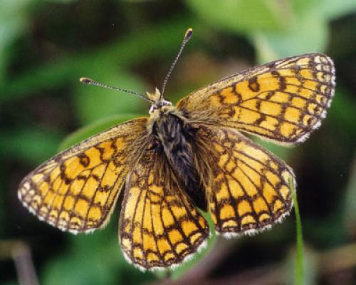 Réf. 40 854 : Melitaea parthenoides