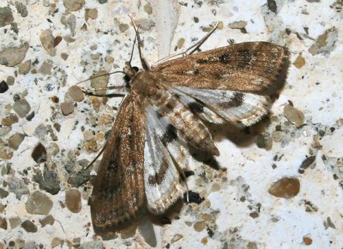 Réf. 40 968 : Parapoynx stratiotata