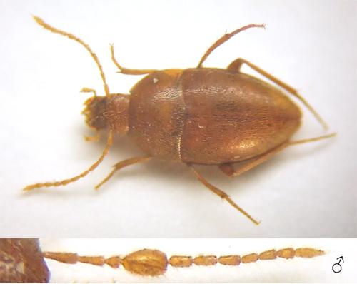 Réf. 40 338 : Paraspeonomus vandeli