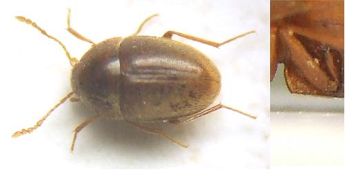 Réf. 40 498 : Parvospeonomus delarouzeei