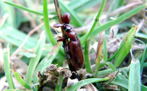 Paussus laevifrons