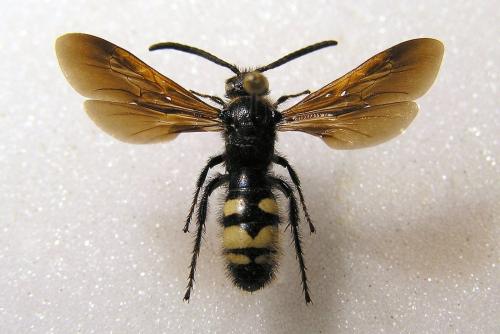 Scolia fuciformis