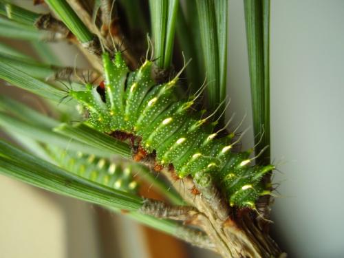 Actias dubernardi