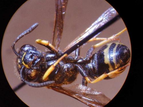 Gymnomerus laevipes