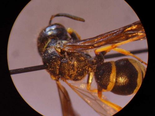 Gymnomerus laevipes