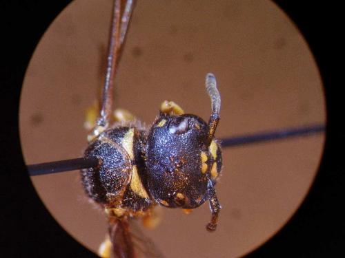 Gymnomerus laevipes