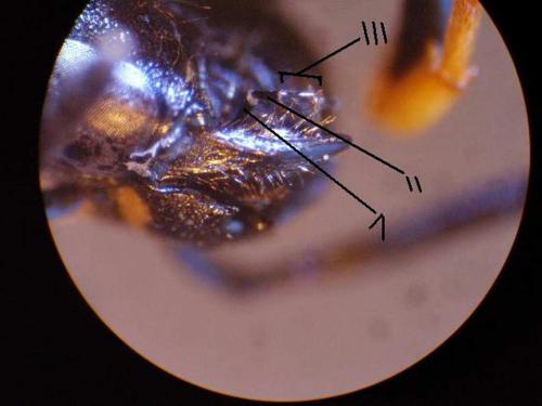 Gymnomerus laevipes