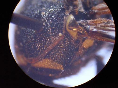 Gymnomerus laevipes