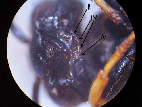 Gymnomerus laevipes