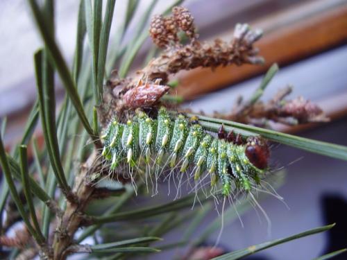 Actias dubernardi