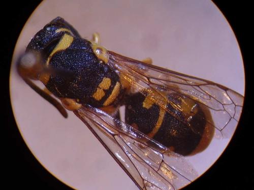 Allodynerus floricola