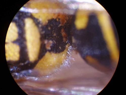 Allodynerus floricola