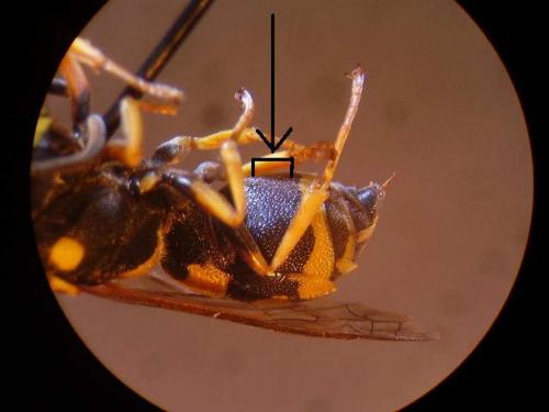 Allodynerus floricola