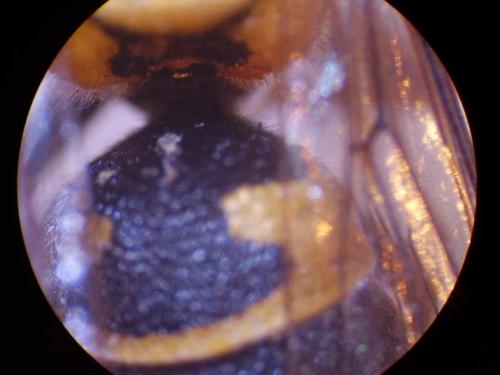 Allodynerus floricola