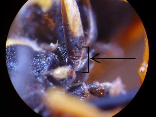 Allodynerus floricola