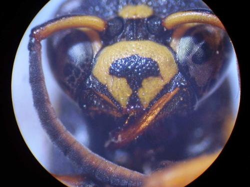 Allodynerus floricola
