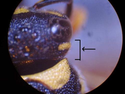 Allodynerus floricola