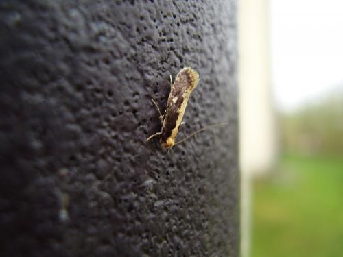Réf. 40 655 : Monopis crocicapitella
