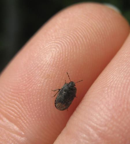 Ochetostethus sp.