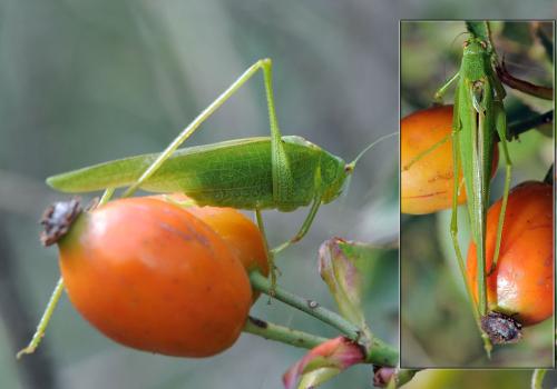Phaneroptera nana