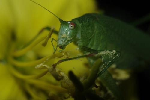 Phaneroptera nana