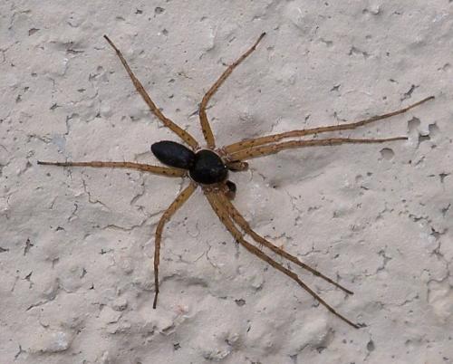 Philodromus dispar