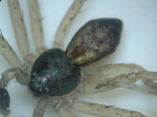 Philodromus dispar