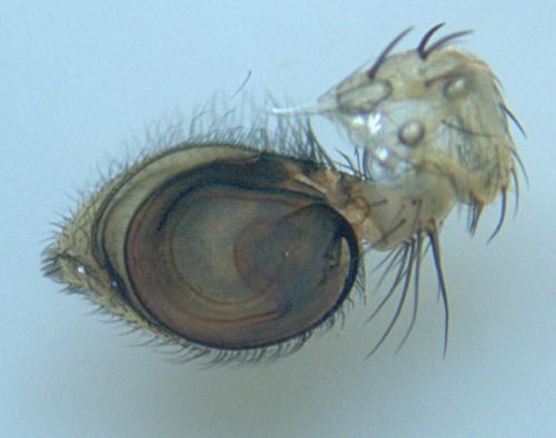 Philodromus dispar