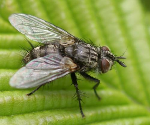 Phorocera obscura