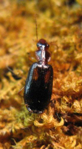 Dromius fenestratus