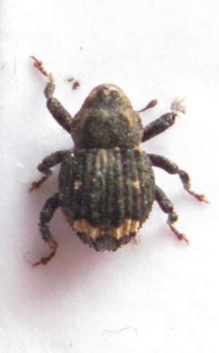 Echinodera hypocrita