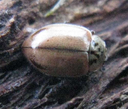 Aphidecta obliterata
