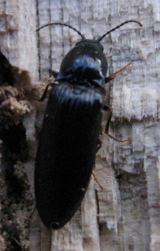 Hypoganus inunctus