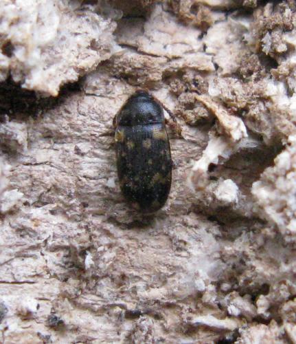 Mycetophagus atomarius