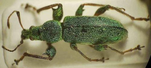 Phyllobius argentatus