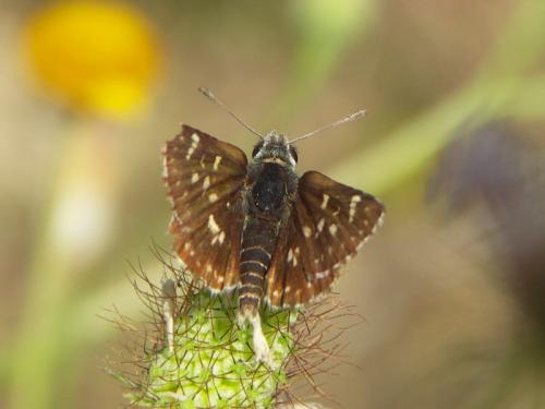 Réf. 40 041 : Spialia sertorius