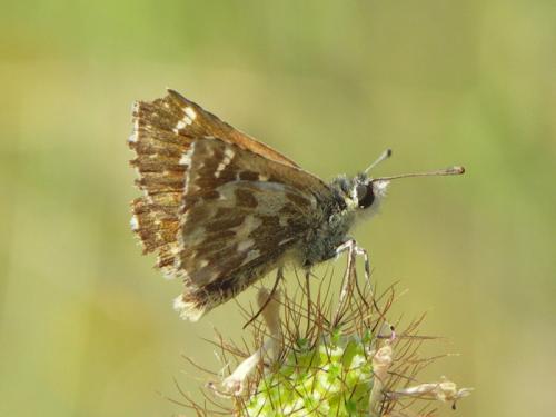 Réf. 40 042 : Spialia sertorius