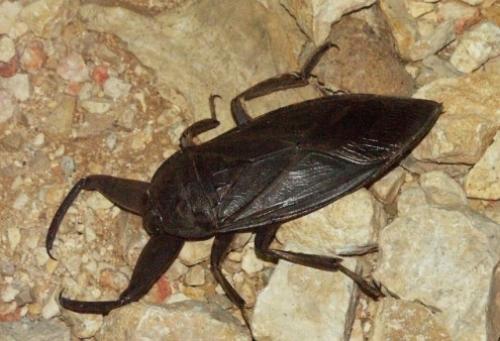 Lethocerus griseus