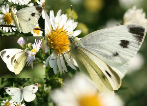 Réf. 40 799 : Pieris mannii