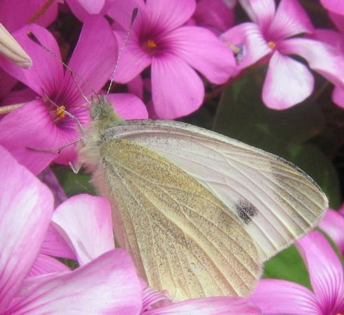Réf. 40 800 : Pieris mannii