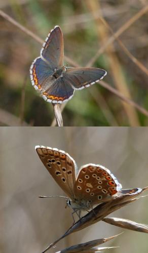 Polyommatus bellargus
