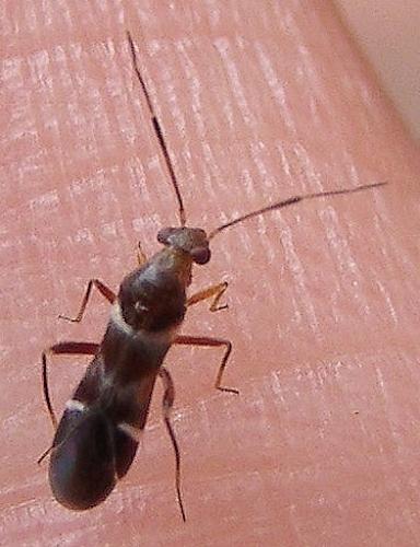 Réf. 40 772 : Mimocoris sp.