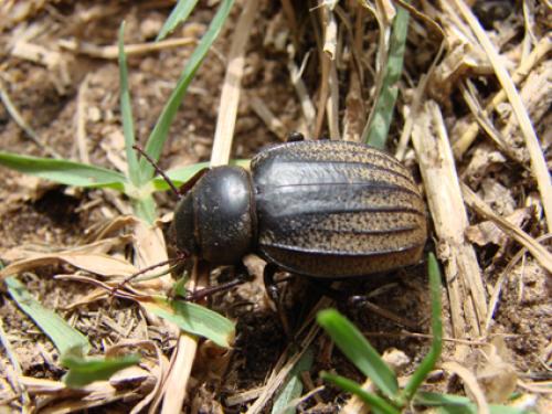 Pimelia senegalensis