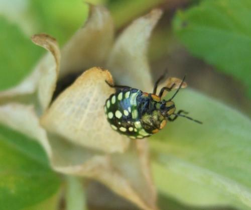 Nezara viridula