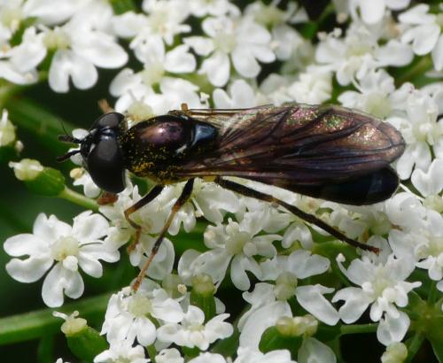 Pyrophaena rosarum