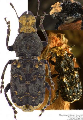 Platyrhinus resinosus