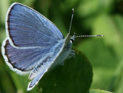 Réf. 40 577 : Plebejus argyrognomon