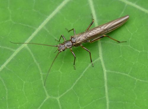 Réf. 40 912 : Leuctra geniculata
